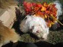 halloween 2010 002